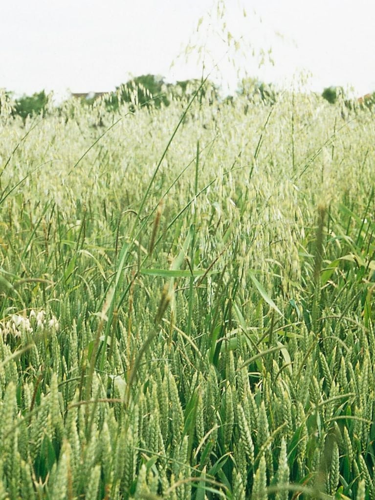 weeds 1