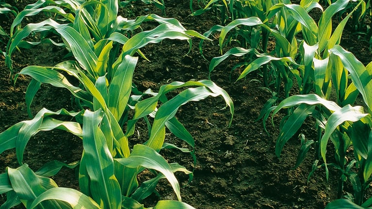 field