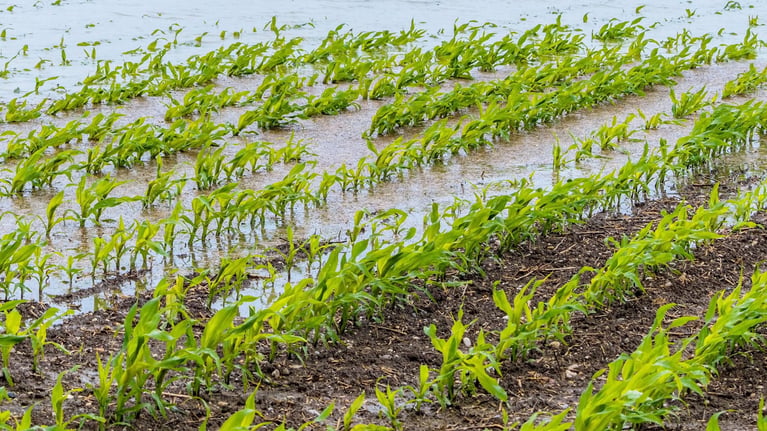 Flooded_field.jpg