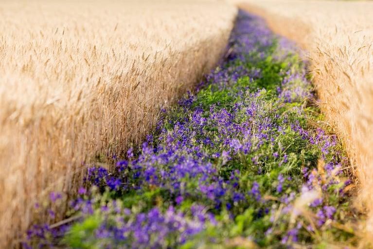 flower-strip-field.jpg