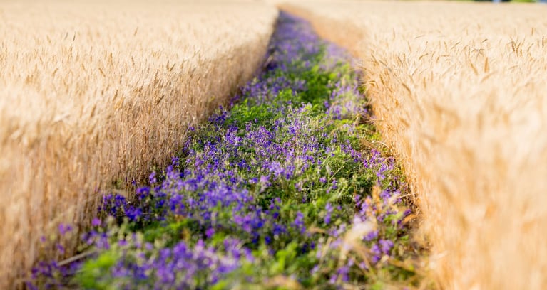 flower-strip-field.jpg