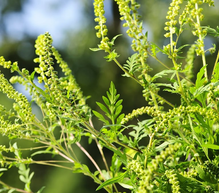 flowering-ragweed-plant.png