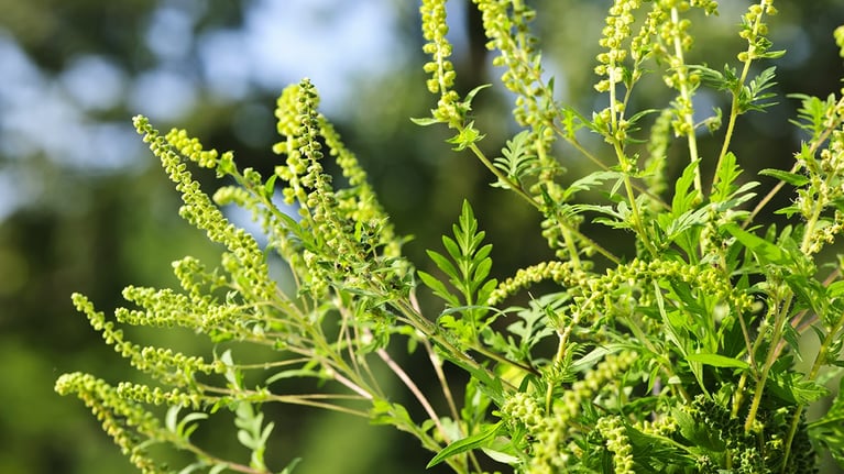 flowering-ragweed-plant.png