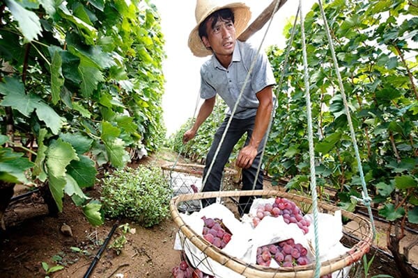gallery-diminuicao-agricolas-02_0.jpg