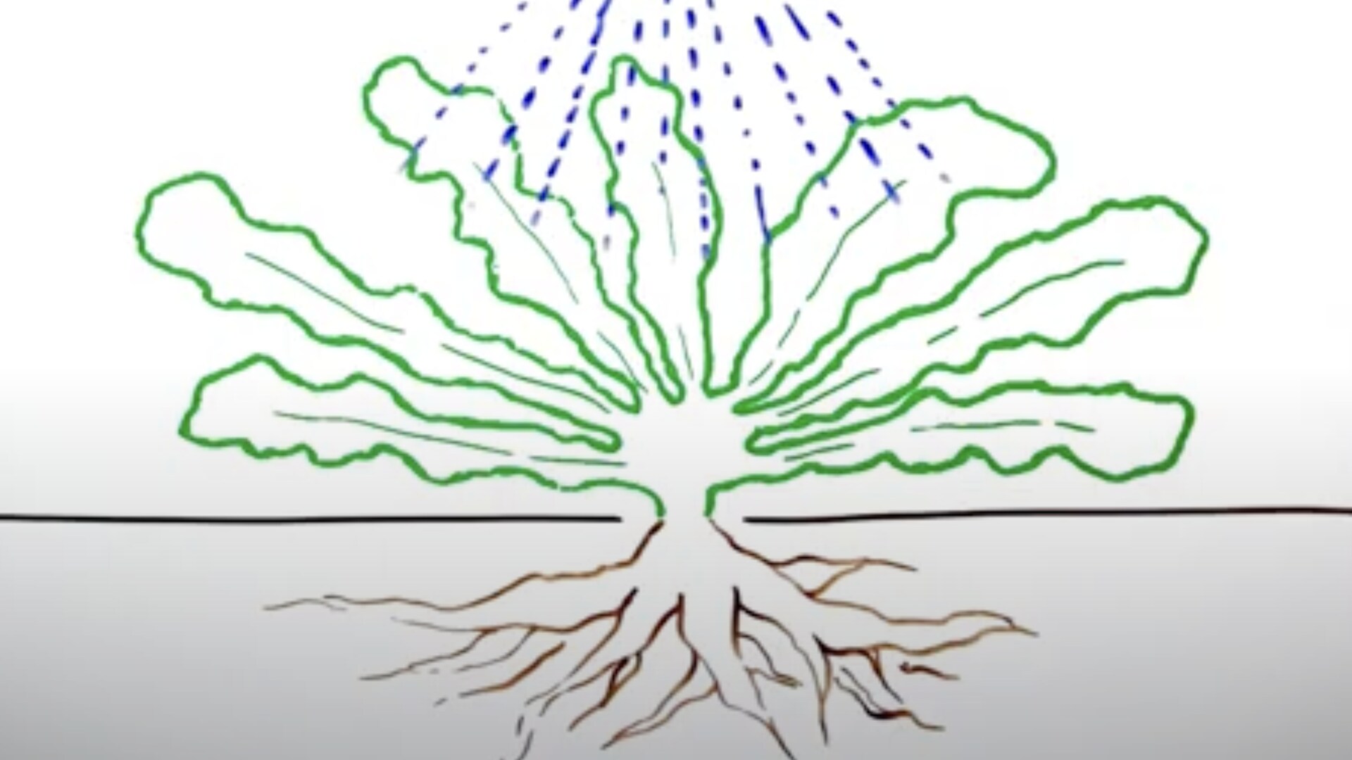 glyphosate.png