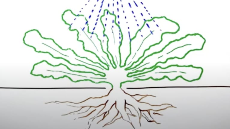 glyphosate.png