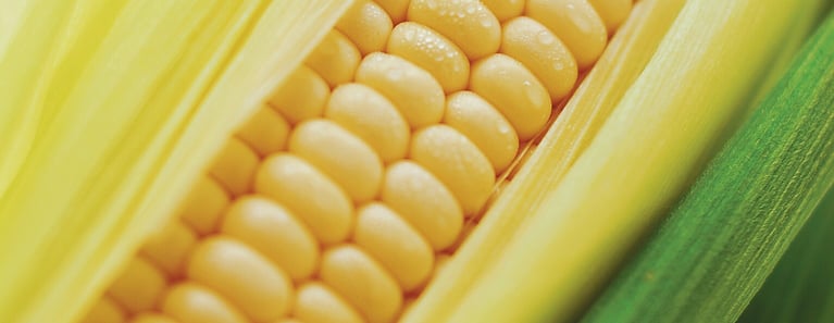 gmo-report-1530x593.png