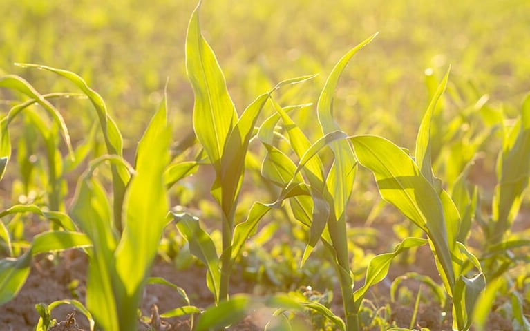grass-field-image.png