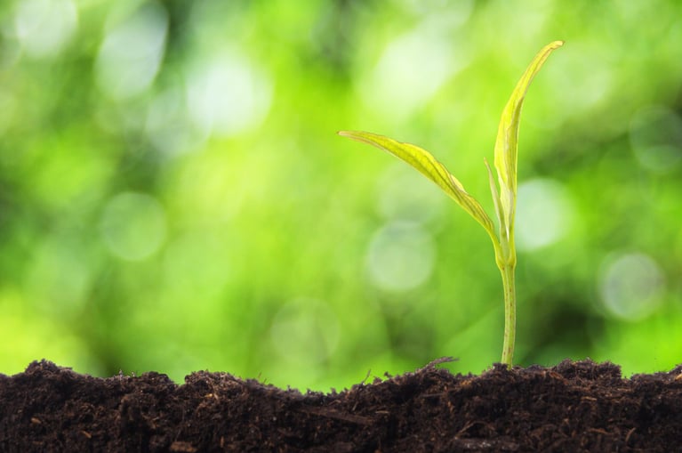green-sprout-growing-from-seed-3.jpg