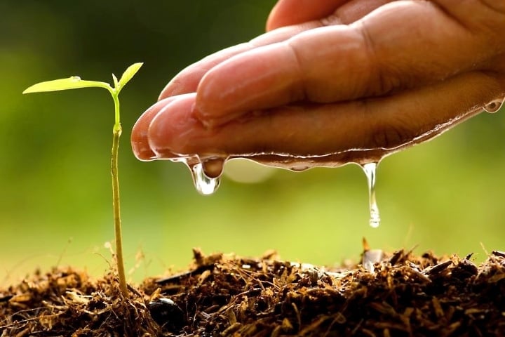 hand-plant_0.jpg