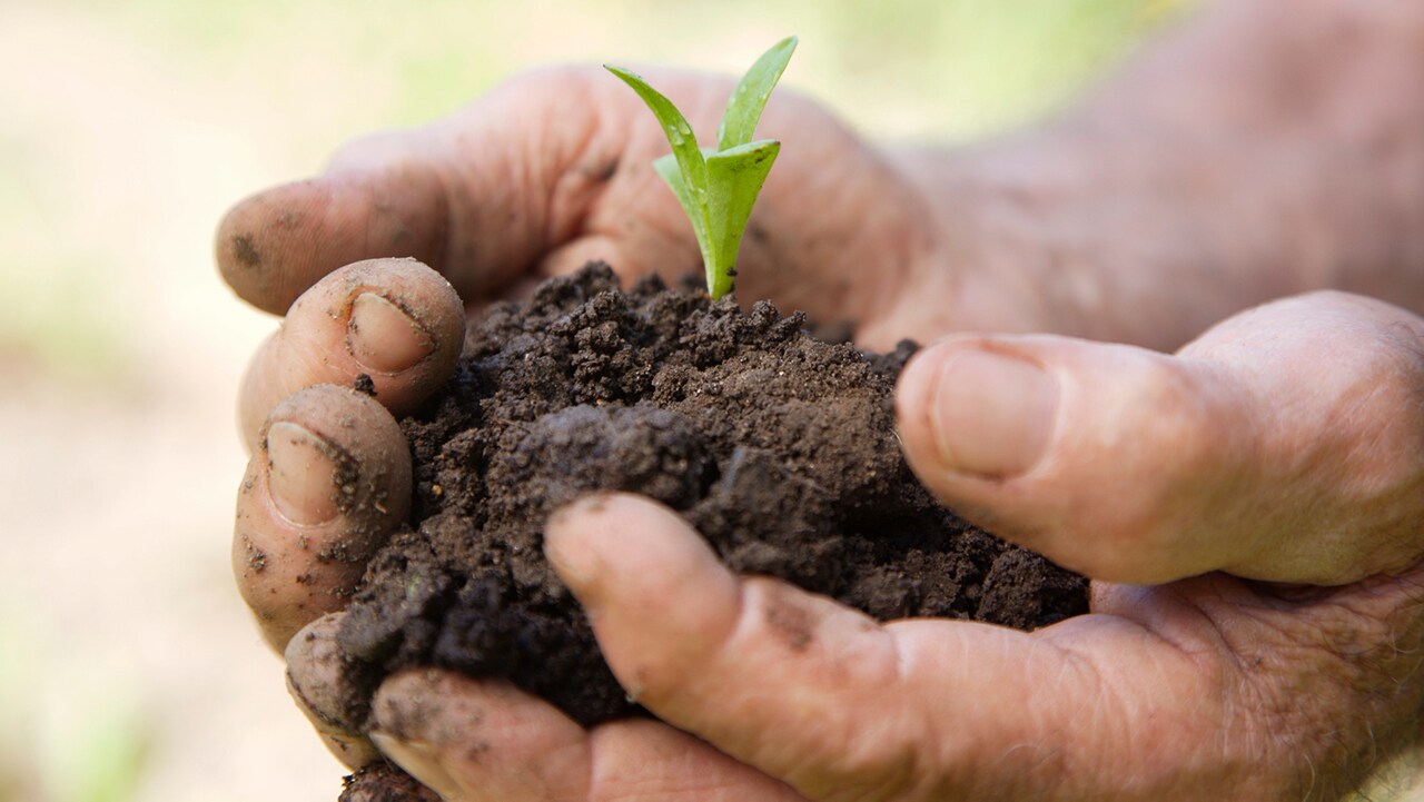 Hand seedling soil.jpg