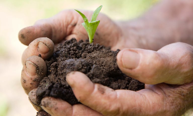 Hand seedling soil.jpg