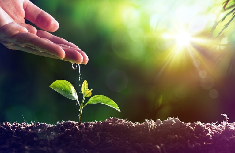 hand watering sprout