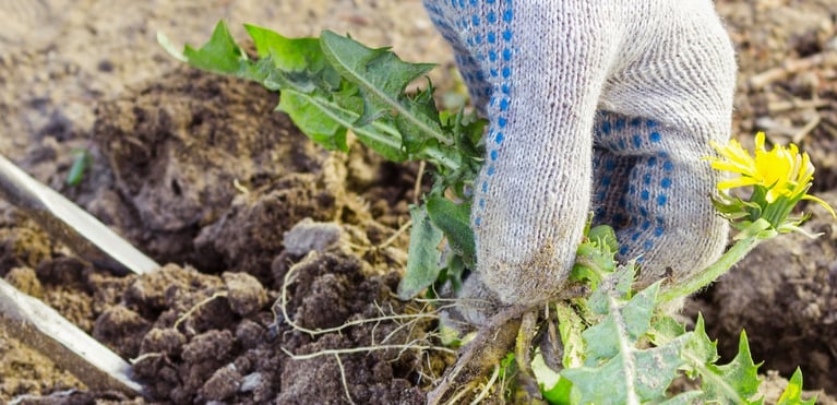 hand-weeding-header.jpg