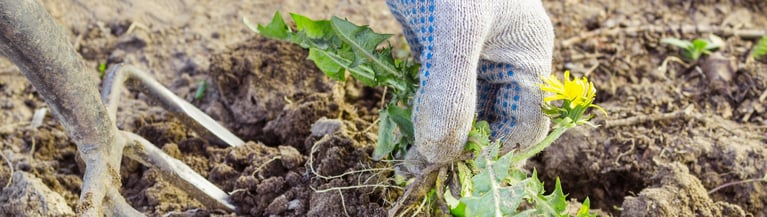 hand-weeding-header.jpg