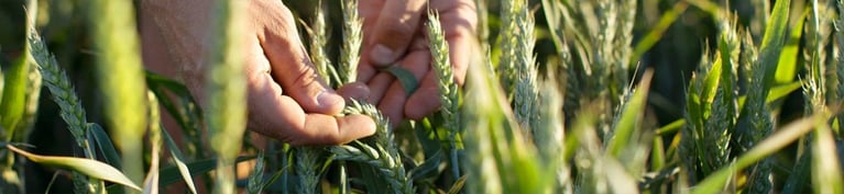 hands-check-wheatears-at-the-field_1600x620_0.jpg