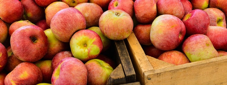 Harvested-apples-crates.jpg