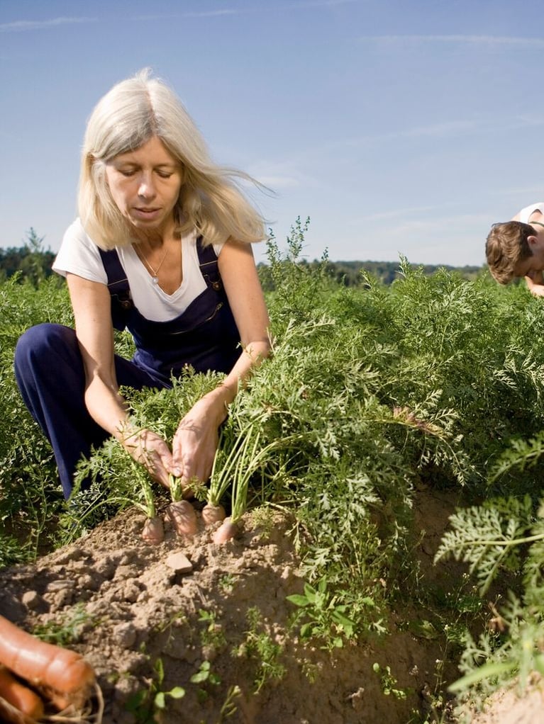 harvesting-carrots-1.jpg