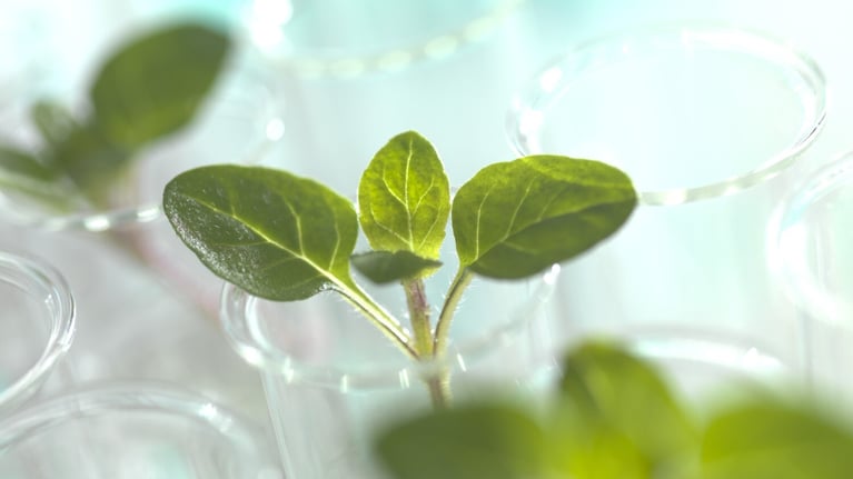 header-image-plants-test-tubes.jpg