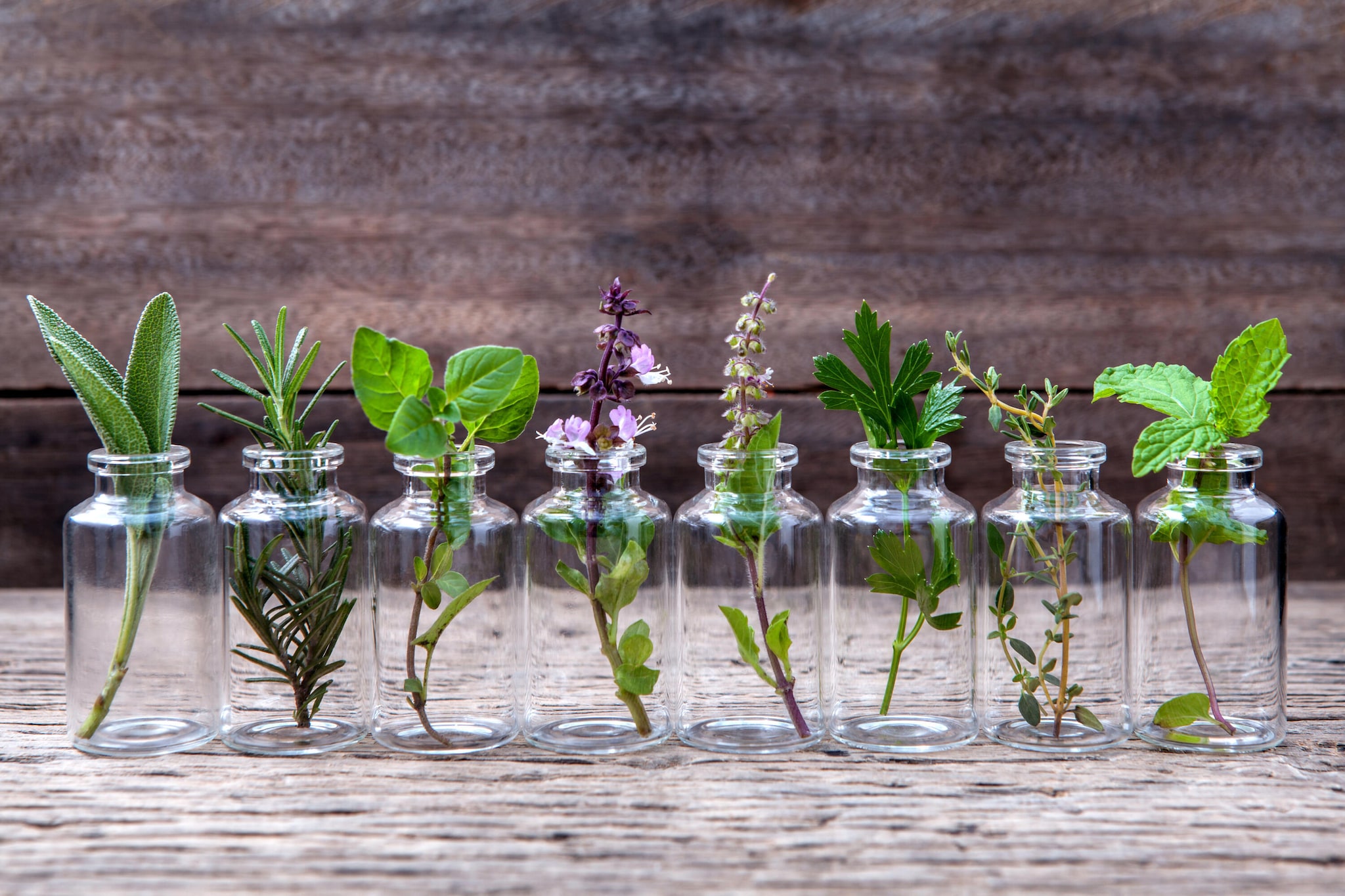 Header_Plants.jpg