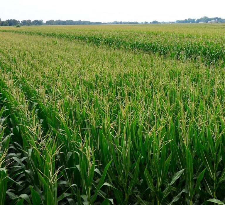 Header_Short-Stature-Corn-Field-Shot-Comparison-1440-698.jpg