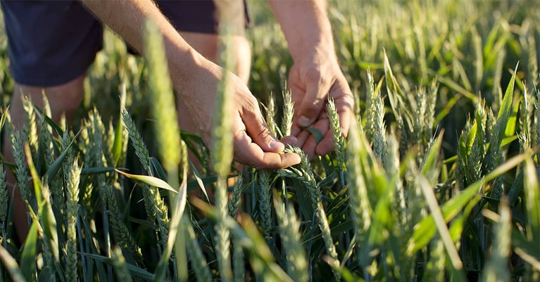 header subhome sustainability farmer checking wheat ears 1200x628