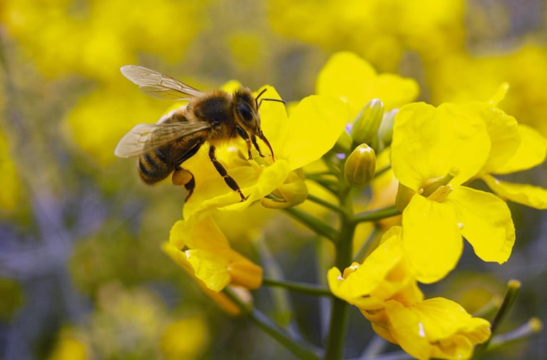honey-bee-on-rape-flower.jpg