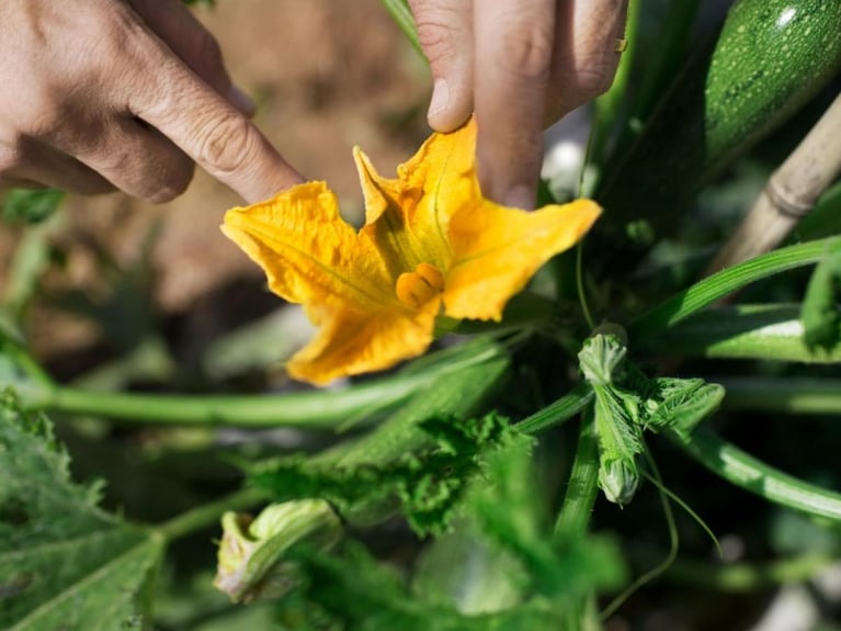 human-safety-flower_0.jpg