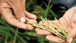 hand with crop