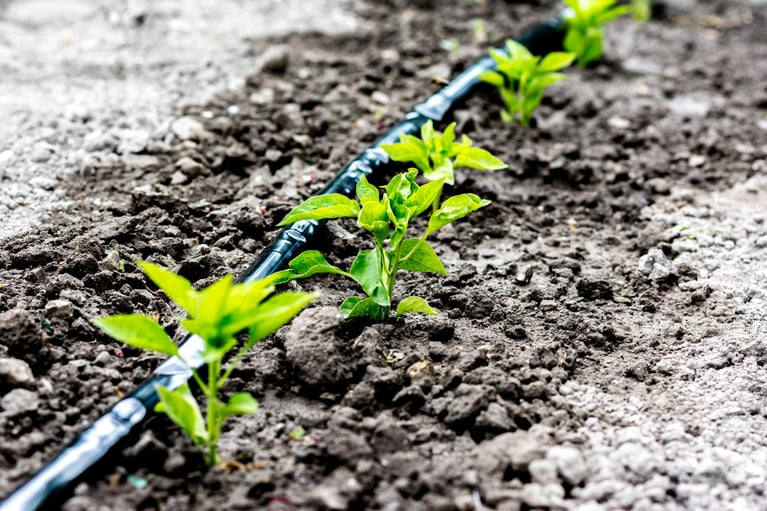 irrigation_of_seedlings.jpg