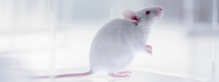 Laboratory_mouse.jpg