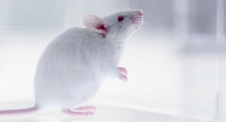 Laboratory_mouse.jpg