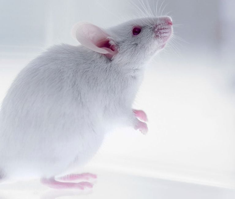 Laboratory_mouse.jpg