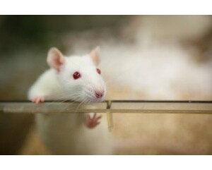 laboratory-rat.jpg