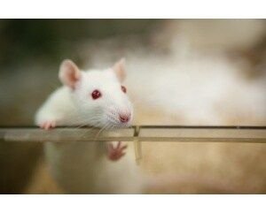 laboratory-rat.jpg
