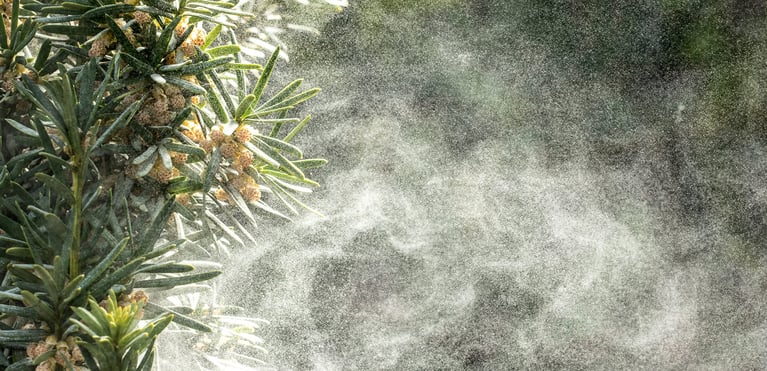 Airborne pollen dispersing from a flowering tree, illustrating how longer pollen seasons and environmental changes may increase allergy risk.