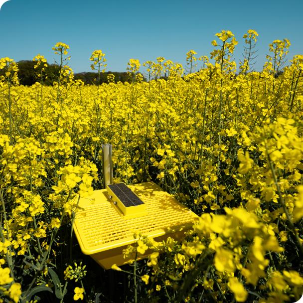 magictrap-in-osr-field-1.png