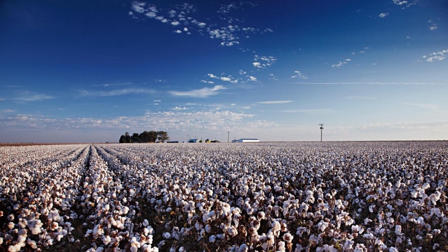 Cotton field