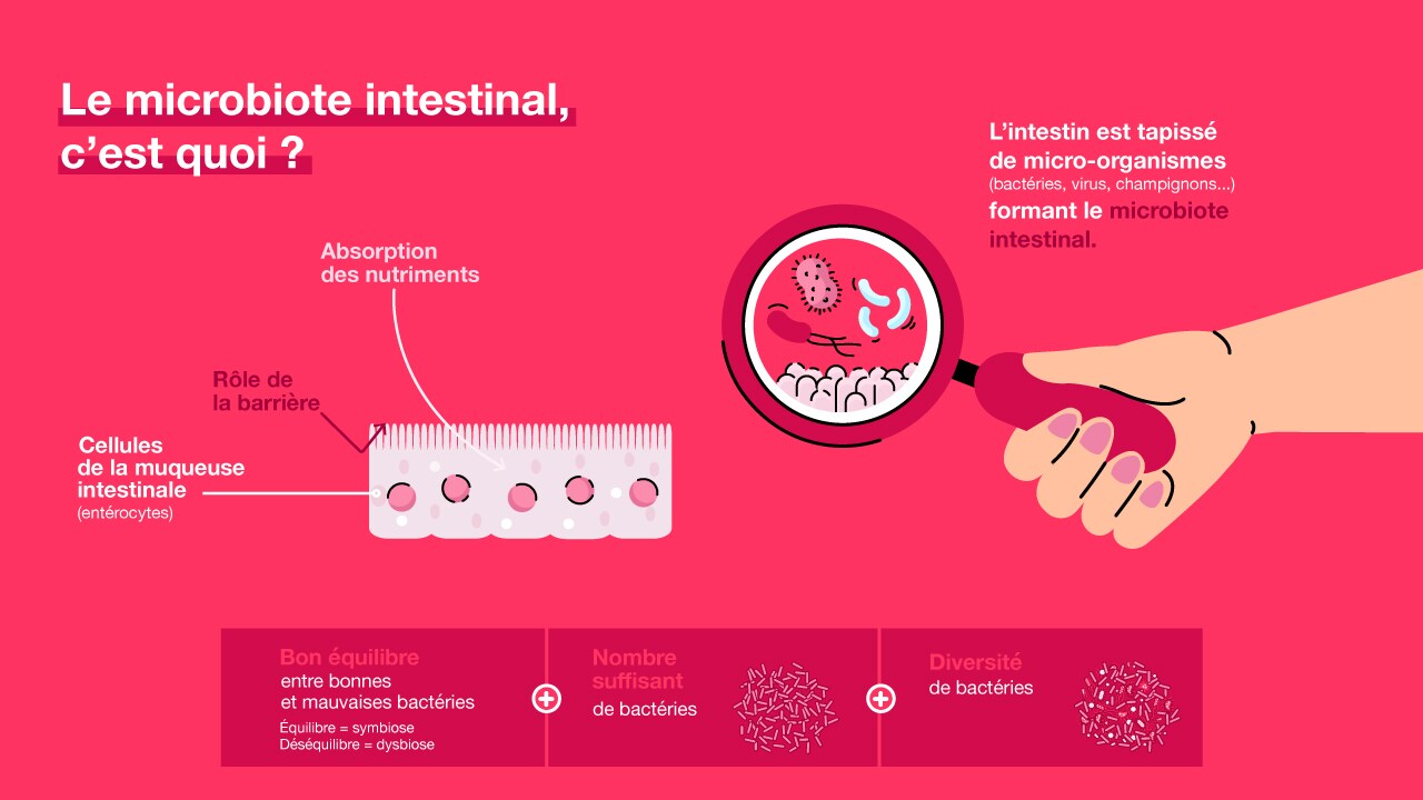 microbiote-intestinal.jpg