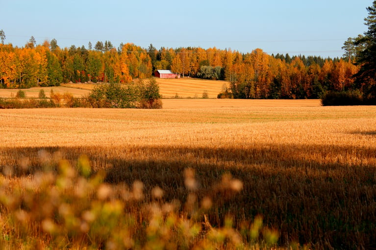 Suomalainen viljapeltomaisema.