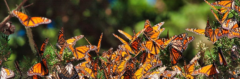 monarchs.png