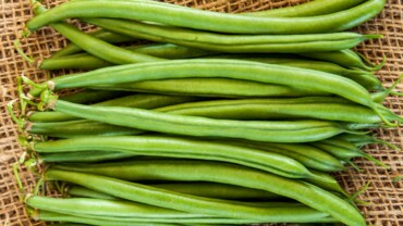 moraleda-bean-370x208.png