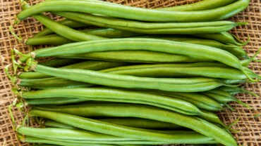moraleda-bean-370x208.png