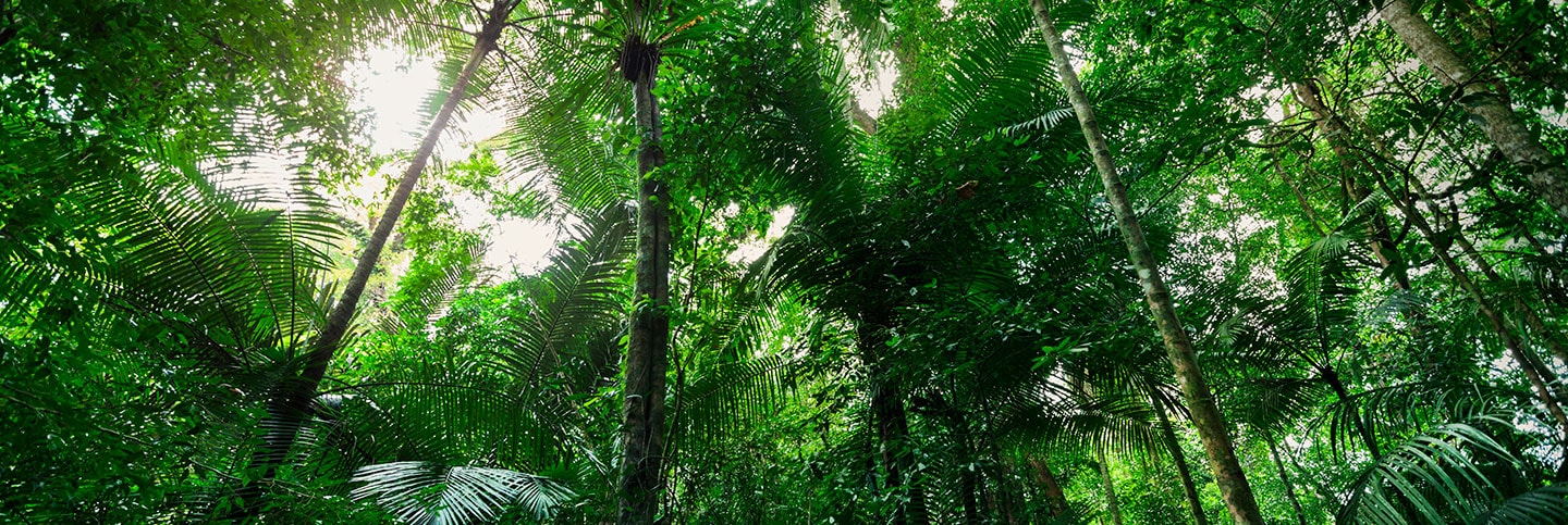 Nartural_forest_in_Malaysia.jpg