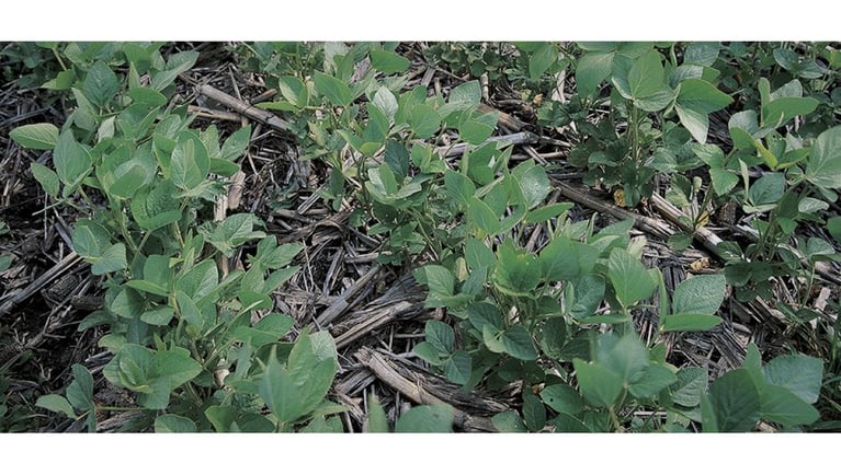 no-till_soybeans_1.jpg