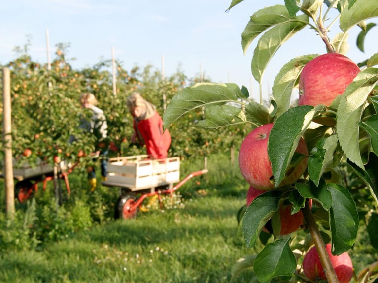 picking-apples.jpg