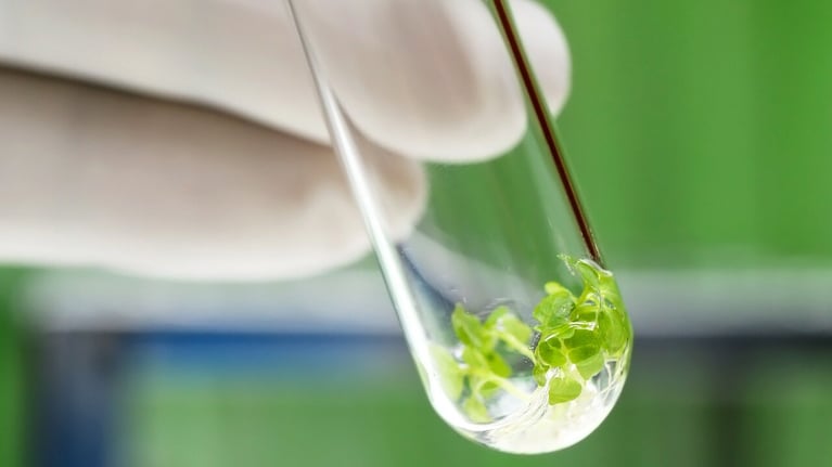 Plant_1280x720.jpg