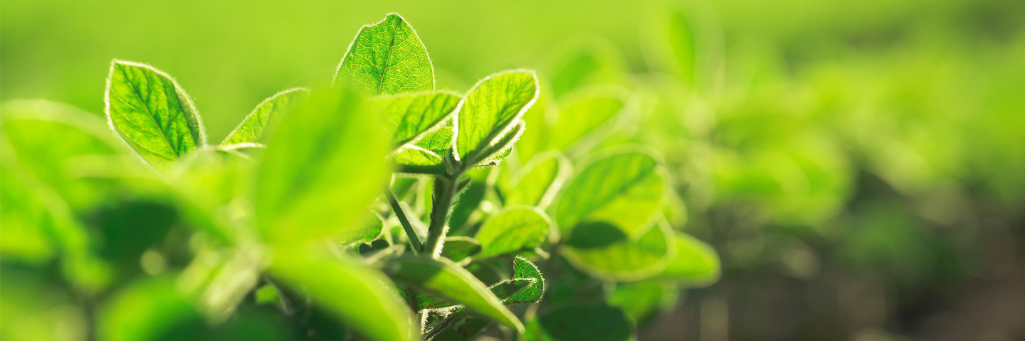 plant.png