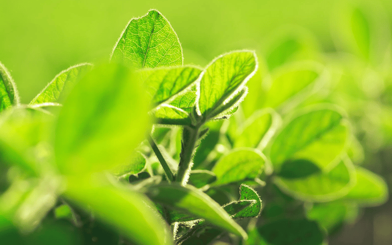 plant.png