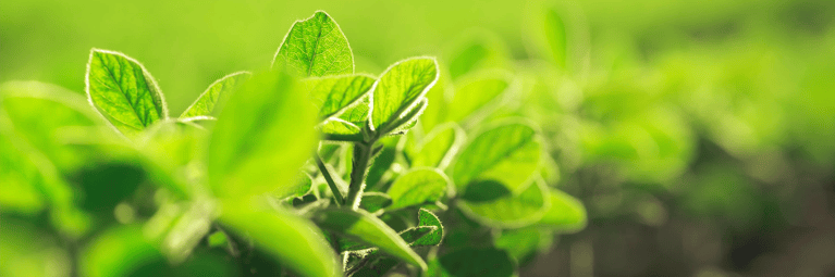 plant.png